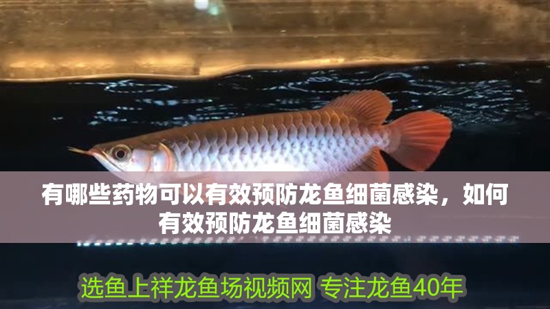有哪些藥物可以有效預(yù)防龍魚細(xì)菌感染，如何有效預(yù)防龍魚細(xì)菌感染