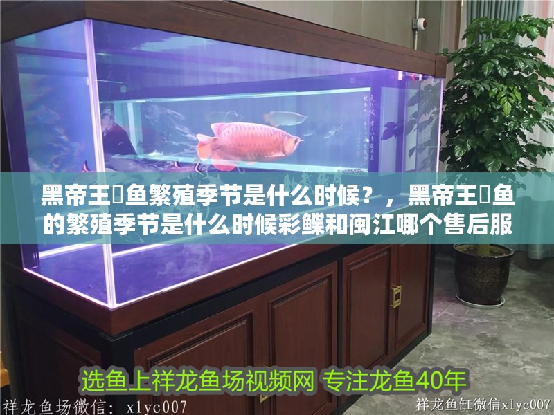 黑帝王魟魚繁殖季節是什么時候？，黑帝王魟魚的繁殖季節是什么時候彩鰈和閩江哪個售后服務更好