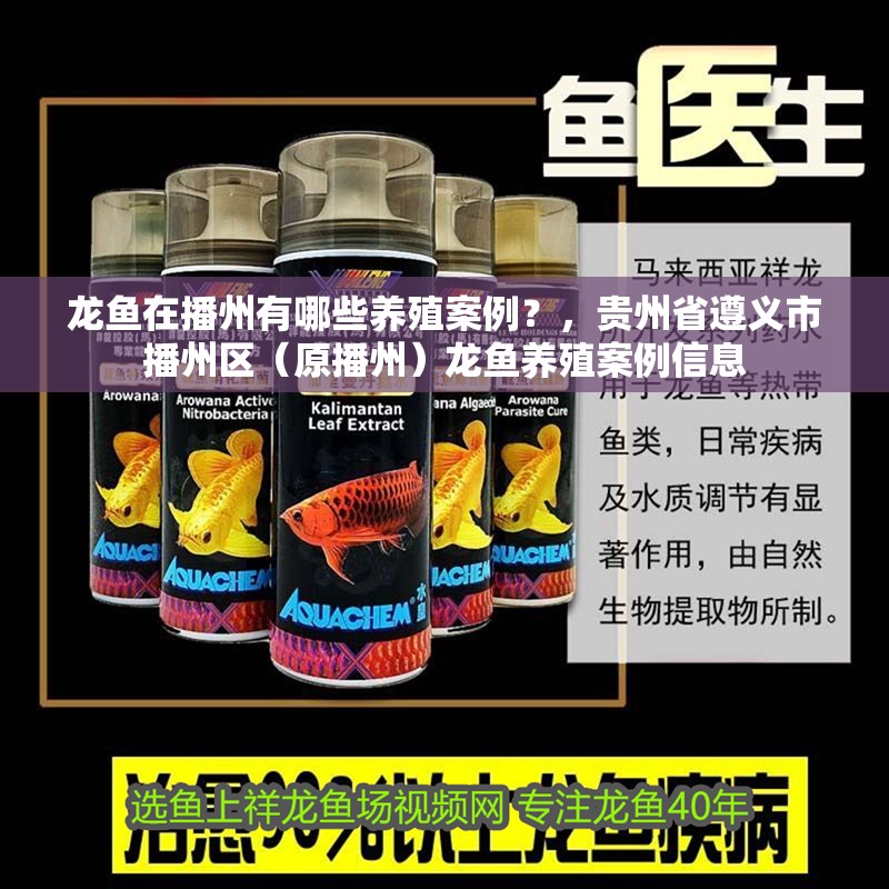 紅眼白子招財龍需要多大的魚缸？