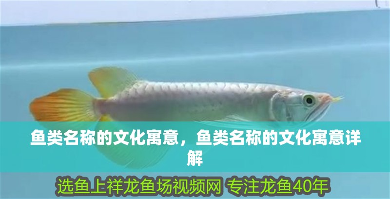魚類名稱的文化寓意，魚類名稱的文化寓意詳解