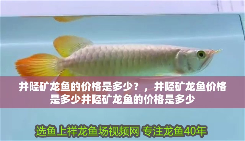 井陘礦龍魚的價格是多少？，井陘礦龍魚價格是多少井陘礦龍魚的價格是多少