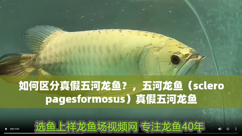 如何區(qū)分真假五河龍魚(yú)？，五河龍魚(yú)（scleropagesformosus）真假五河龍魚(yú)