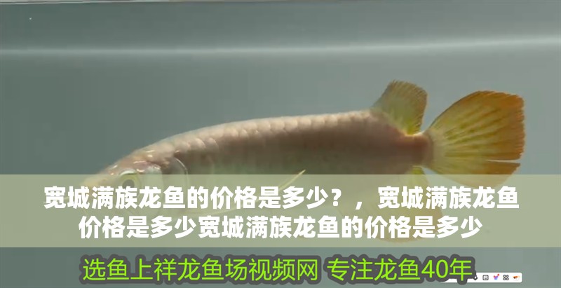 寬城滿族龍魚的價格是多少？，寬城滿族龍魚價格是多少寬城滿族龍魚的價格是多少