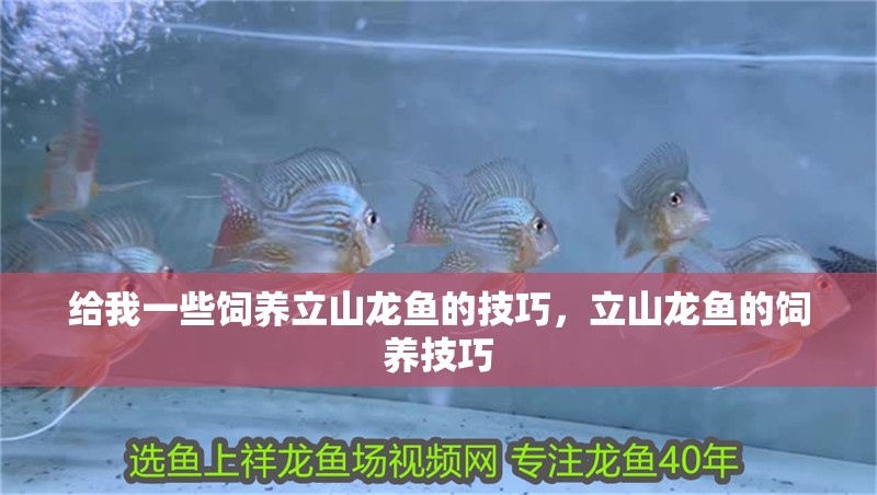 給我一些飼養(yǎng)立山龍魚的技巧，立山龍魚的飼養(yǎng)技巧