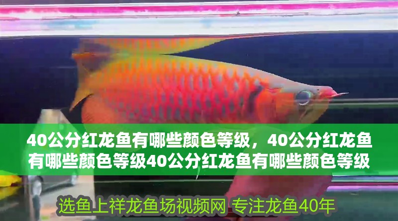 40公分紅龍魚有哪些顏色等級(jí)，40公分紅龍魚有哪些顏色等級(jí)40公分紅龍魚有哪些顏色等級(jí)