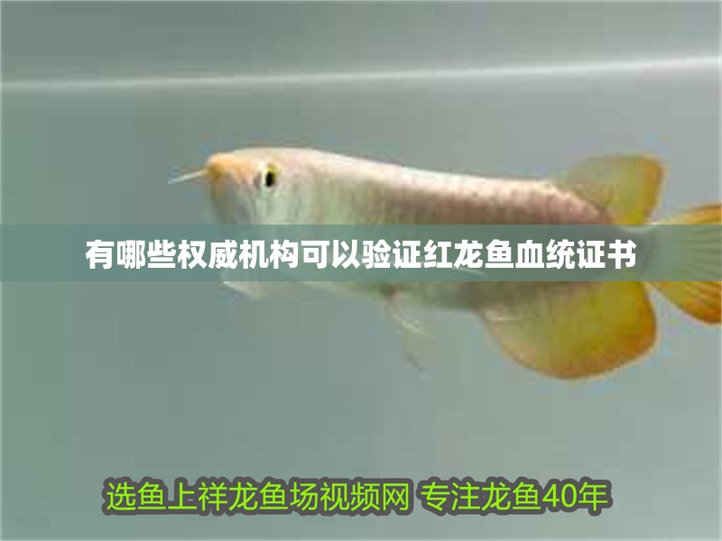 有哪些權威機構可以驗證紅龍魚血統證書
