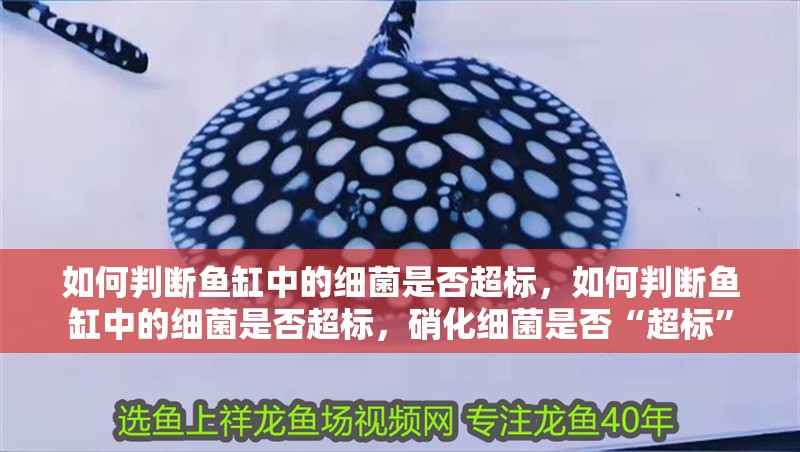 如何判斷魚缸中的細(xì)菌是否超標(biāo)，如何判斷魚缸中的細(xì)菌是否超標(biāo)，硝化細(xì)菌是否“超標(biāo)”