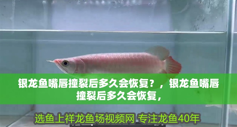 銀龍魚嘴唇撞裂后多久會恢復(fù)？，銀龍魚嘴唇撞裂后多久會恢復(fù)，