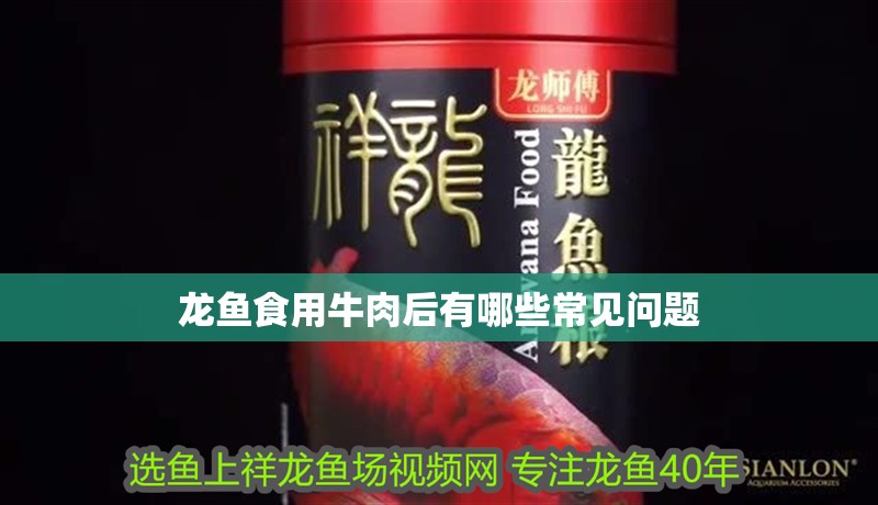 龍魚食用牛肉后有哪些常見問題