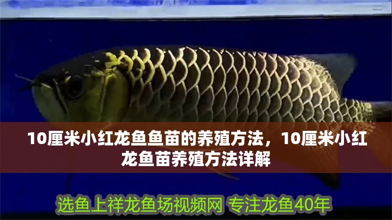 10厘米小紅龍魚魚苗的養殖方法，10厘米小紅龍魚苗養殖方法詳解