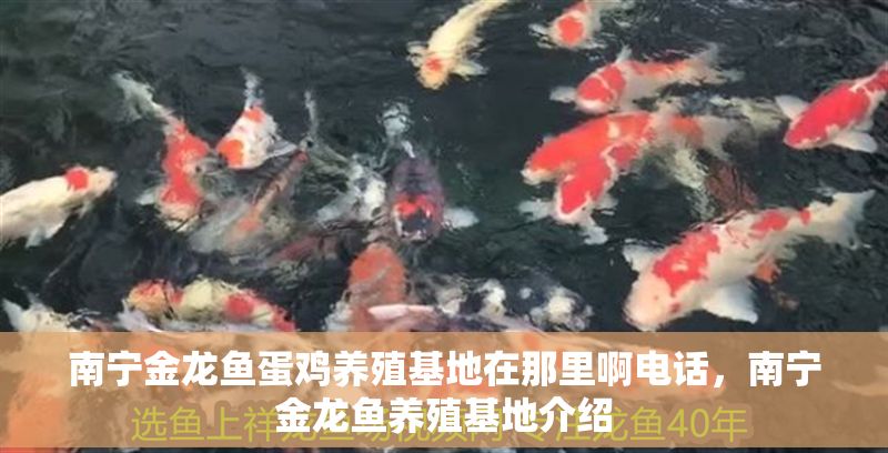 南寧金龍魚蛋雞養殖基地在那里啊電話，南寧金龍魚養殖基地介紹