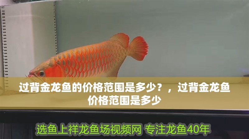 過背金龍魚的價格范圍是多少？，過背金龍魚價格范圍是多少