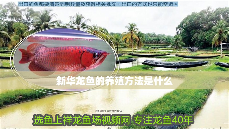 新華龍魚的養(yǎng)殖方法是什么