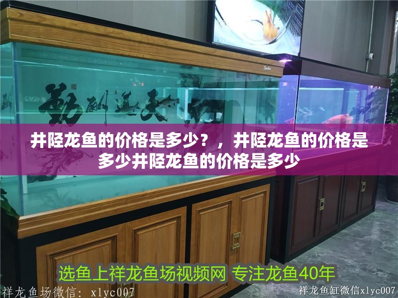 井陘龍魚的價格是多少？，井陘龍魚的價格是多少井陘龍魚的價格是多少