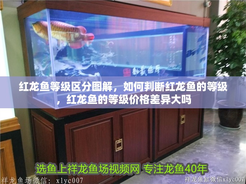 紅龍魚等級區分圖解，如何判斷紅龍魚的等級，紅龍魚的等級價格差異大嗎