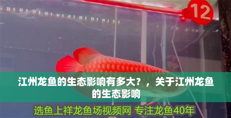 江州龍魚的生態影響有多大？，關于江州龍魚的生態影響