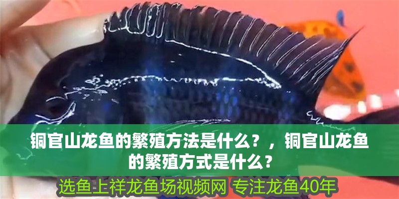 銅官山龍魚的繁殖方法是什么？，銅官山龍魚的繁殖方式是什么？