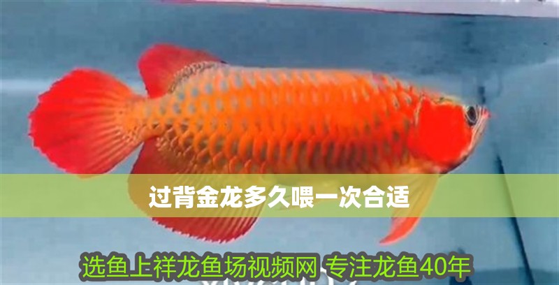 過背金龍多久喂一次合適
