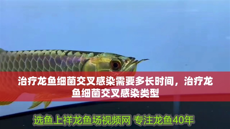 治療龍魚細菌交叉感染需要多長時間，治療龍魚細菌交叉感染類型