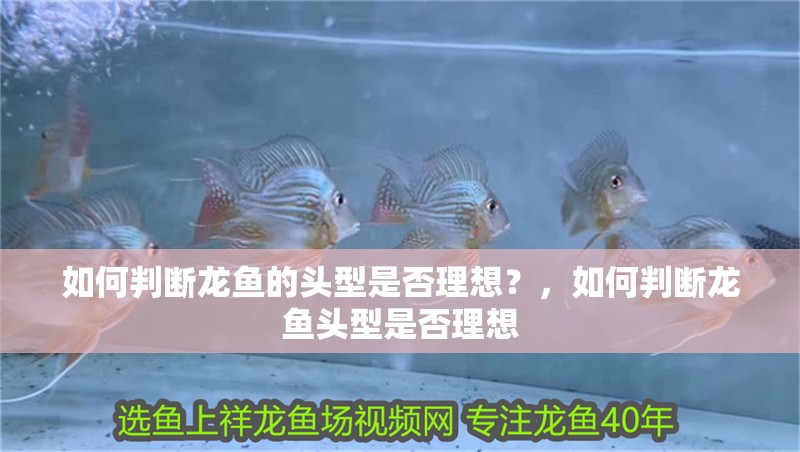 如何判斷龍魚的頭型是否理想？，如何判斷龍魚頭型是否理想