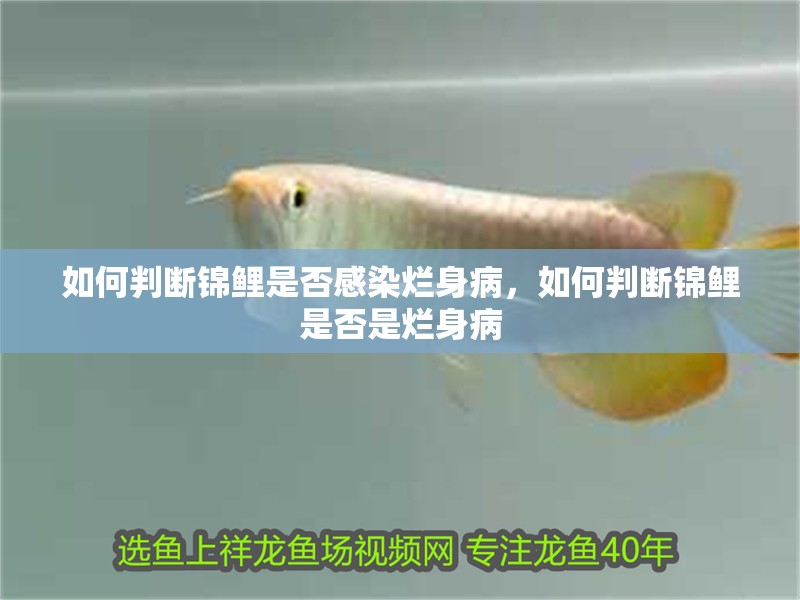 如何判斷錦鯉是否感染爛身病，如何判斷錦鯉是否是爛身病