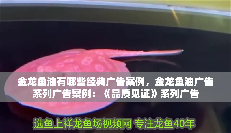 金龍魚油有哪些經典廣告案例，金龍魚油廣告系列廣告案例：《品質見證》系列廣告