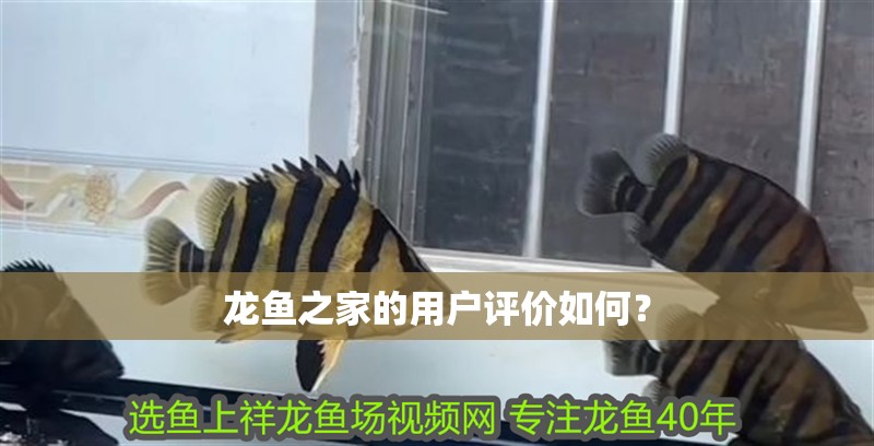 龍魚(yú)之家的用戶評(píng)價(jià)如何？