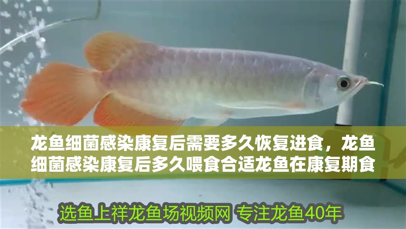 龍魚細菌感染康復后需要多久恢復進食，龍魚細菌感染康復后多久喂食合適龍魚在康復期食用