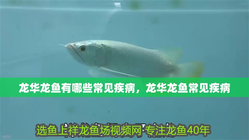 龍華龍魚(yú)有哪些常見(jiàn)疾病，龍華龍魚(yú)常見(jiàn)疾病