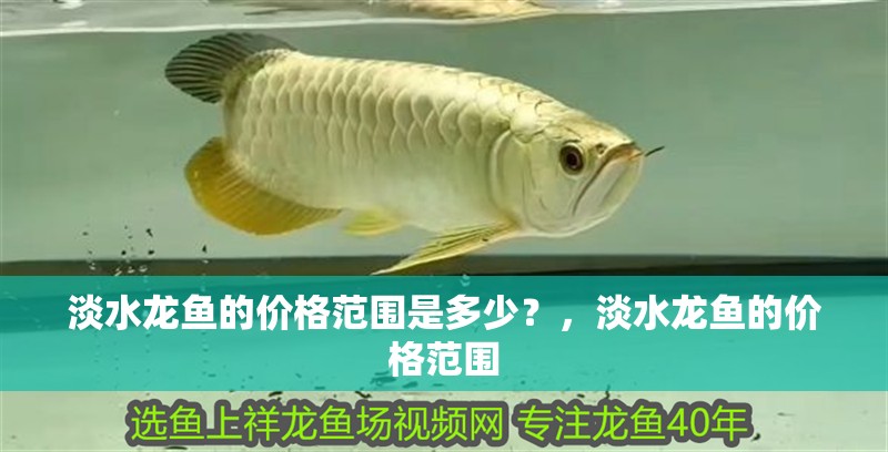 淡水龍魚(yú)的價(jià)格范圍是多少？，淡水龍魚(yú)的價(jià)格范圍