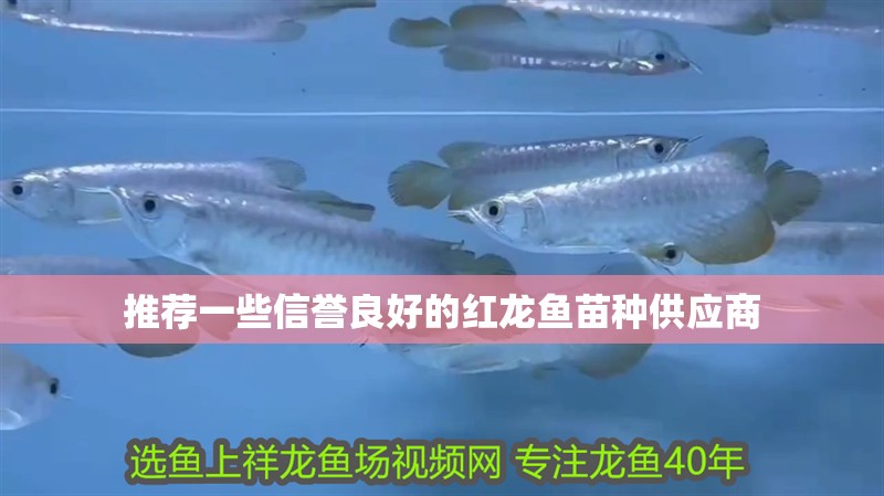 推薦一些信譽良好的紅龍魚苗種供應商