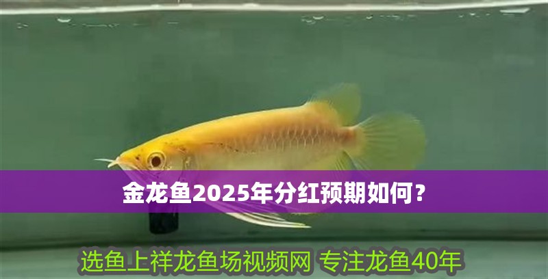 金龍魚2025年分紅預期如何？