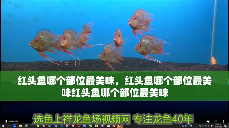 紅頭魚哪個部位最美味，紅頭魚哪個部位最美味紅頭魚哪個部位最美味