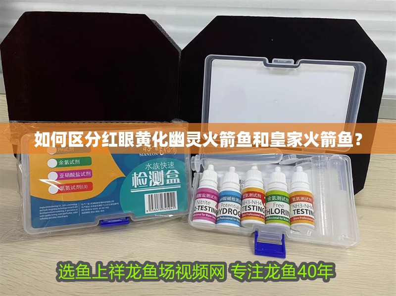 如何區分紅眼黃化幽靈火箭魚和皇家火箭魚？