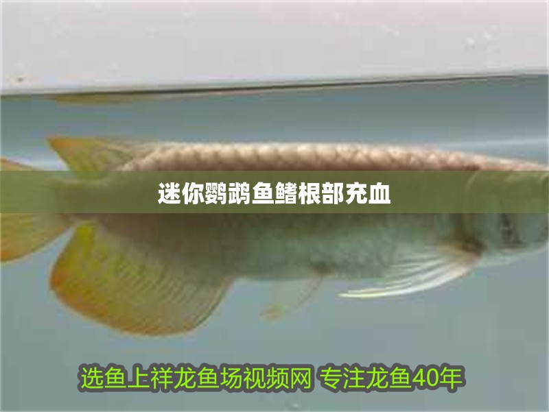 迷你鸚鵡魚鰭根部充血