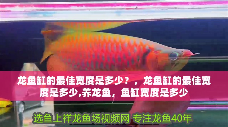 龍魚缸的最佳寬度是多少？，龍魚缸的最佳寬度是多少,養龍魚，魚缸寬度是多少