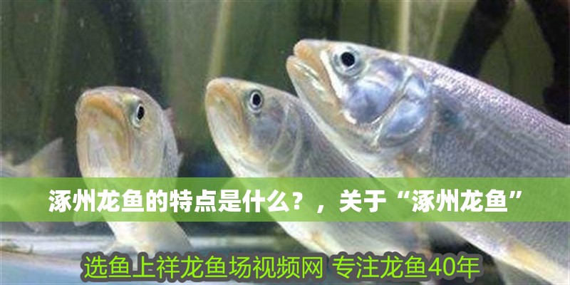 涿州龍魚的特點是什么？，關于“涿州龍魚”