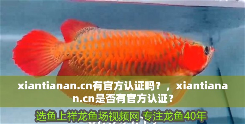 xiantianan.cn有官方認證嗎？，xiantianan.cn是否有官方認證？