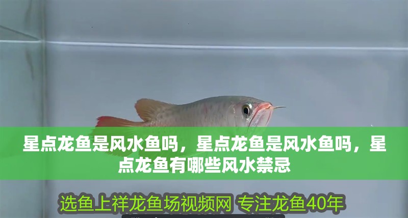 星點(diǎn)龍魚是風(fēng)水魚嗎，星點(diǎn)龍魚是風(fēng)水魚嗎，星點(diǎn)龍魚有哪些風(fēng)水禁忌