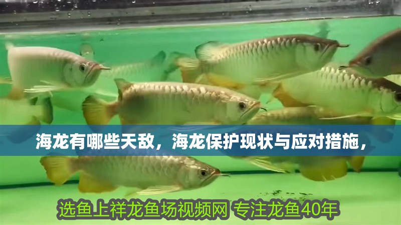 海龍有哪些天敵，海龍保護(hù)現(xiàn)狀與應(yīng)對措施，