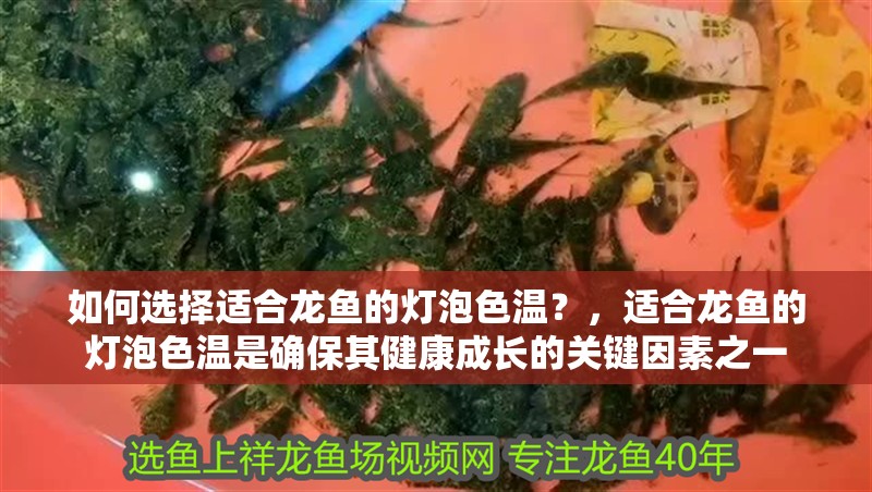 如何選擇適合龍魚的燈泡色溫？，適合龍魚的燈泡色溫是確保其健康成長(zhǎng)的關(guān)鍵因素之一