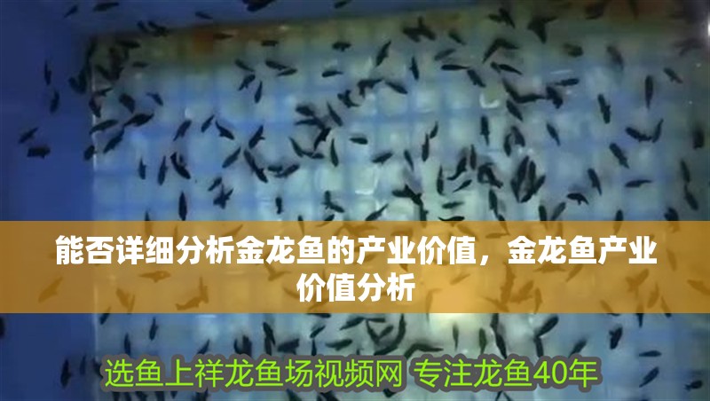 能否詳細分析金龍魚的產(chǎn)業(yè)價值，金龍魚產(chǎn)業(yè)價值分析