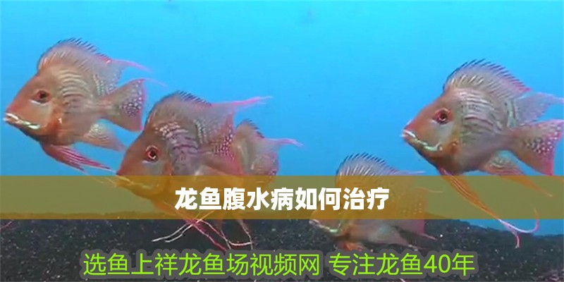 龍魚腹水病如何治療