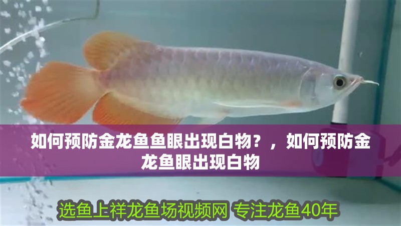 如何預防金龍魚魚眼出現白物？，如何預防金龍魚眼出現白物