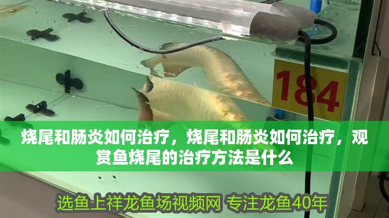 燒尾和腸炎如何治療，燒尾和腸炎如何治療，觀賞魚燒尾的治療方法是什么