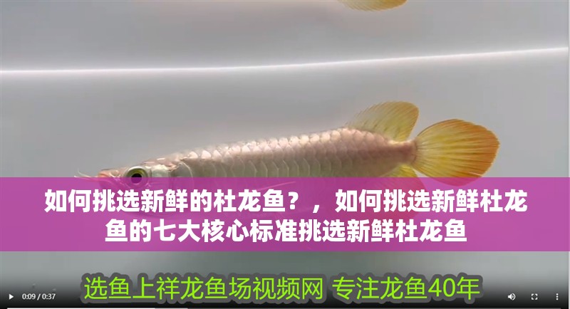 如何挑選新鮮的杜龍魚？，如何挑選新鮮杜龍魚的七大核心標準挑選新鮮杜龍魚