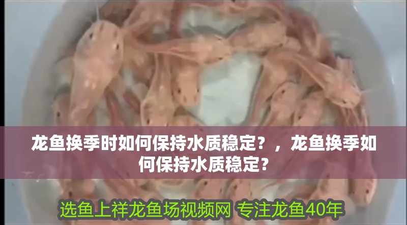 龍魚換季時如何保持水質穩定？，龍魚換季如何保持水質穩定？