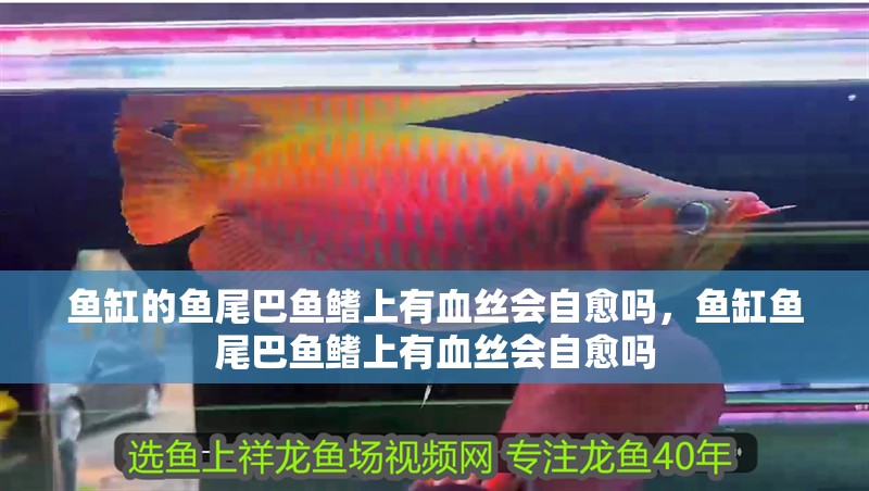 魚(yú)缸的魚(yú)尾巴魚(yú)鰭上有血絲會(huì)自愈嗎，魚(yú)缸魚(yú)尾巴魚(yú)鰭上有血絲會(huì)自愈嗎
