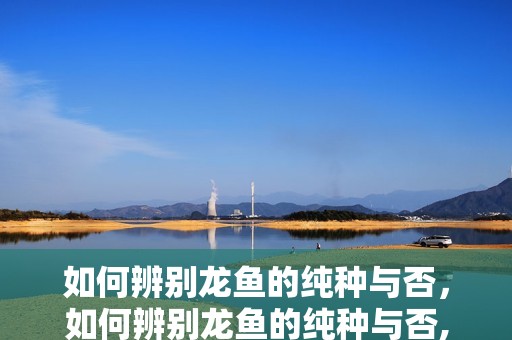 如何辨別龍魚(yú)的純種與否，如何辨別龍魚(yú)的純種與否,辨別龍魚(yú)是否為純種