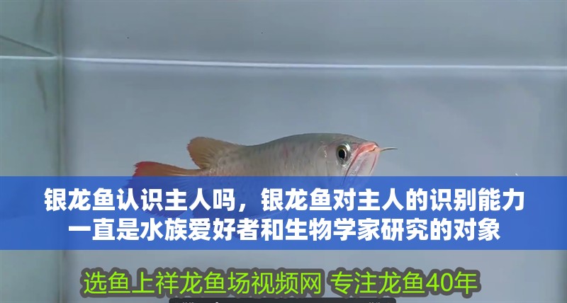 銀龍魚認識主人嗎，銀龍魚對主人的識別能力一直是水族愛好者和生物學家研究的對象